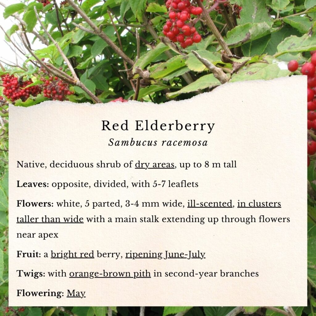plant identification guide to Red Elderberry, Sambucus racemosa