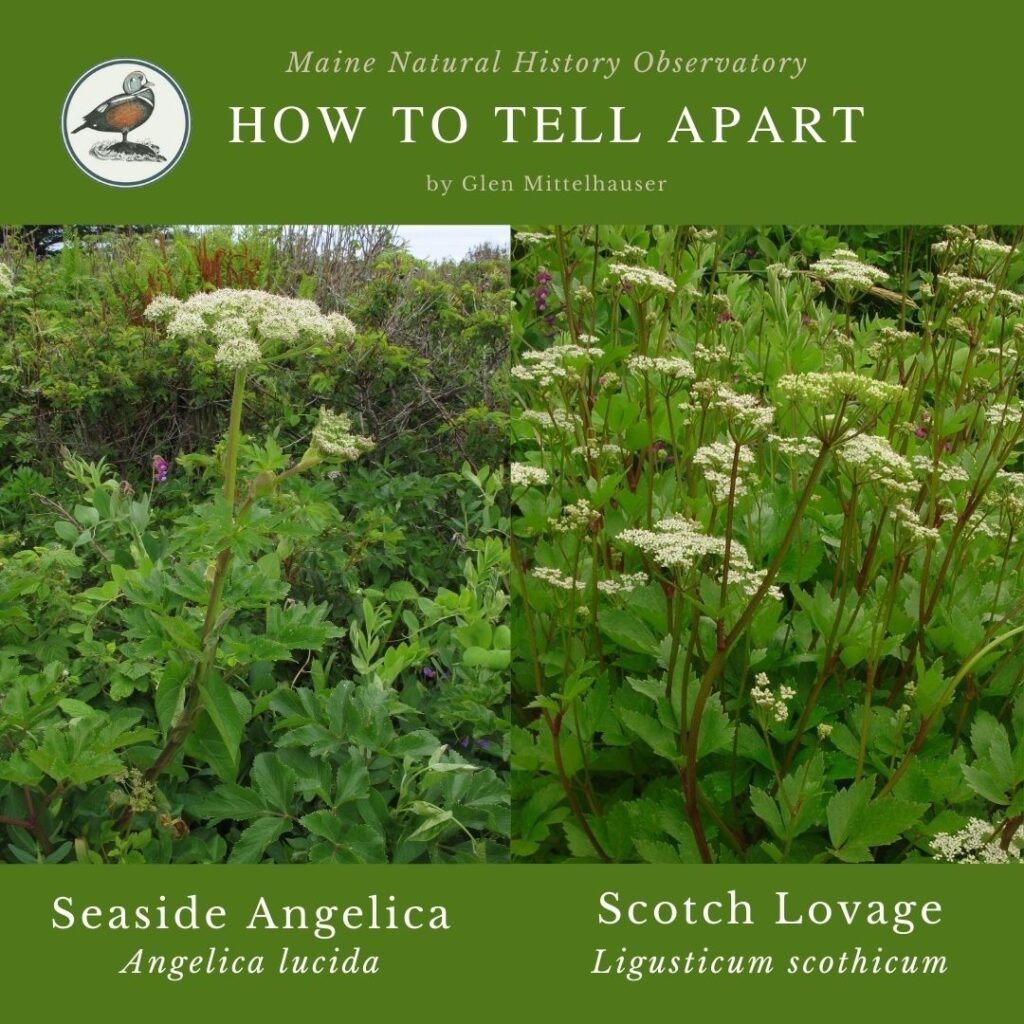 Seaside Angelica vs. Scotch Lovage