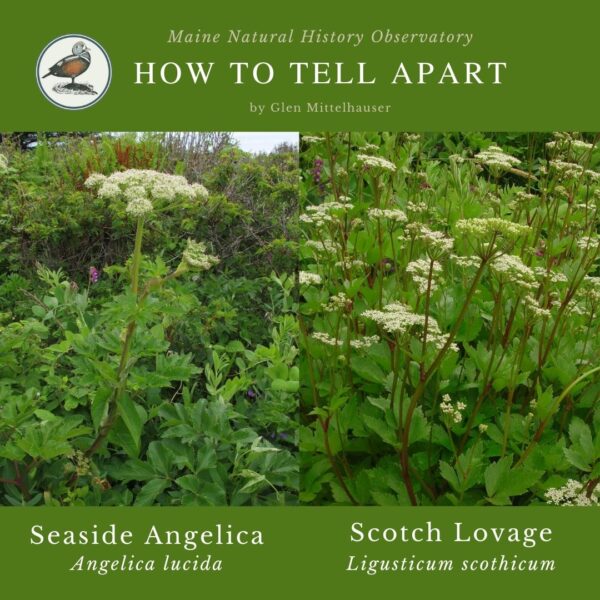 plant identification infographic guide to Seaside Angelica and Scotch Lovage