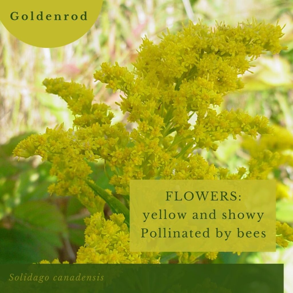 wildflower infographic for Goldenrod, Solidago canadensis