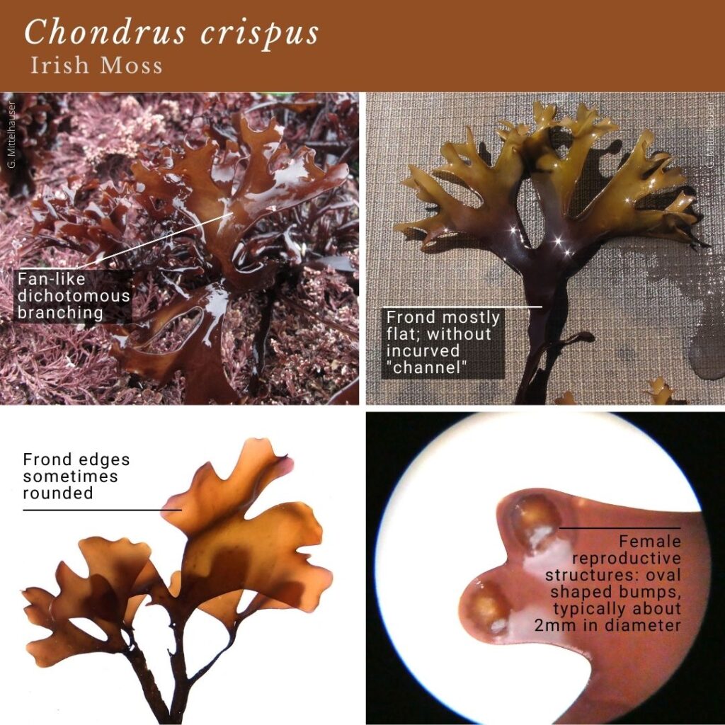 seaweed identification infographic guide to Chondrus crispus (Irish Moss)
