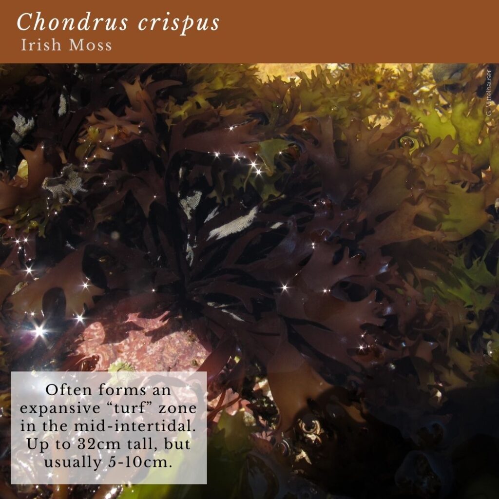 seaweed identification infographic guide to Chondrus crispus