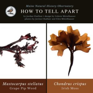seaweed identification infographic guide to Mastocarpus stellatus and Chondrus crispus, Irish Moss