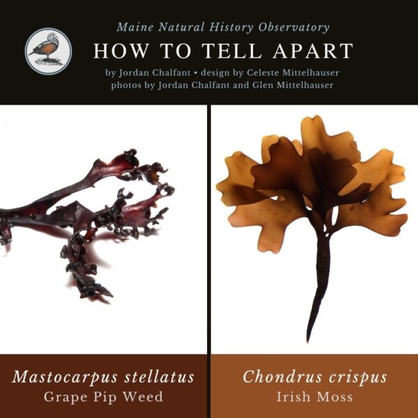 seaweed identification infographic guide to Mastocarpus stellatus and Chondrus crispus, Irish Moss
