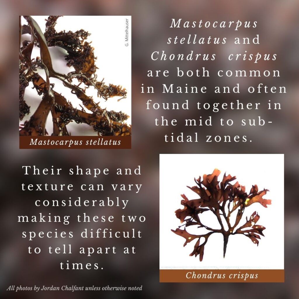 seaweed identification infographic guide to Mastocarpus stellatus vs Chondrus crispus