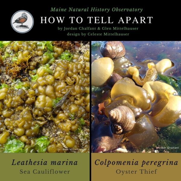 seaweed identification infographic guide to Leathesia marina vs Colpomenia peregrina