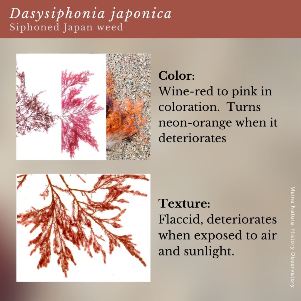 seaweed identification infographic guide to Dasysiphonia japonica