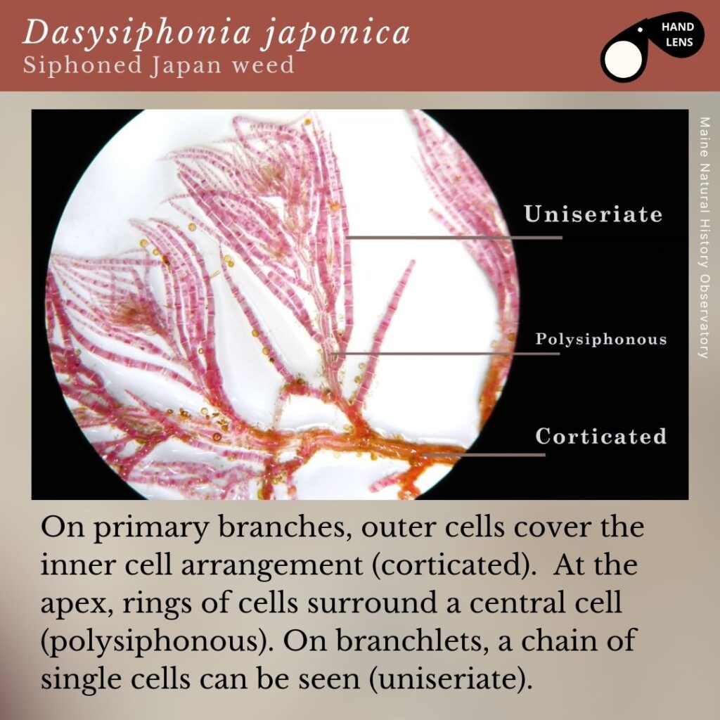 seaweed identification infographic guide to Dasysiphonia japonica