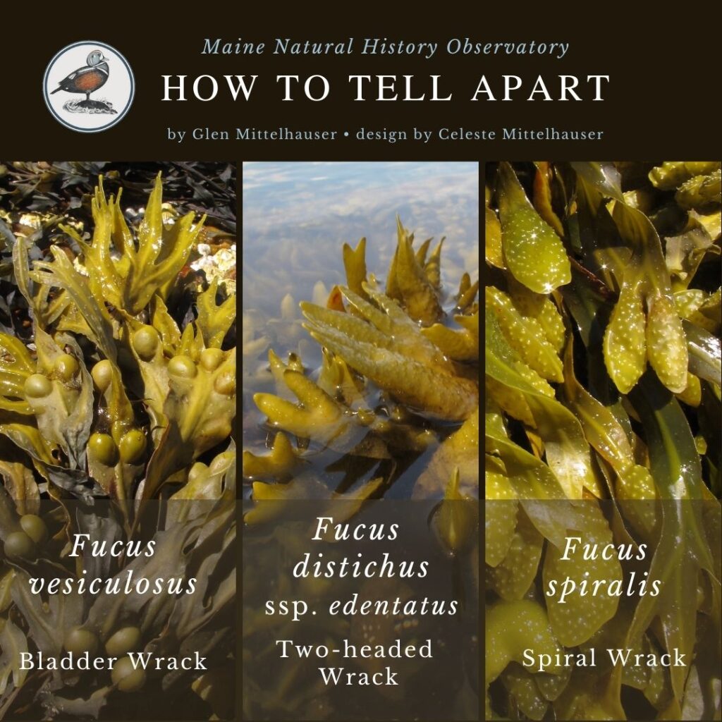 Fucus Spiralis, Fucus visiculosus, & Fucus distichus ssp. edentatus