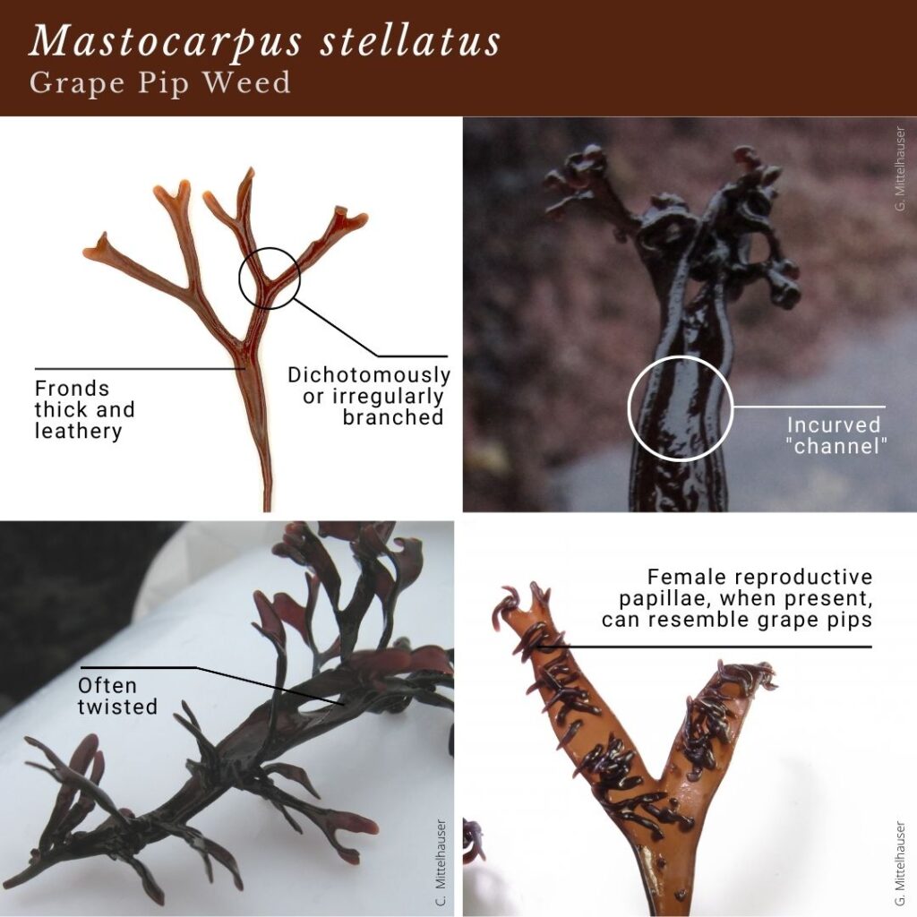 seaweed identification infographic guide to Mastocarpus stellatus