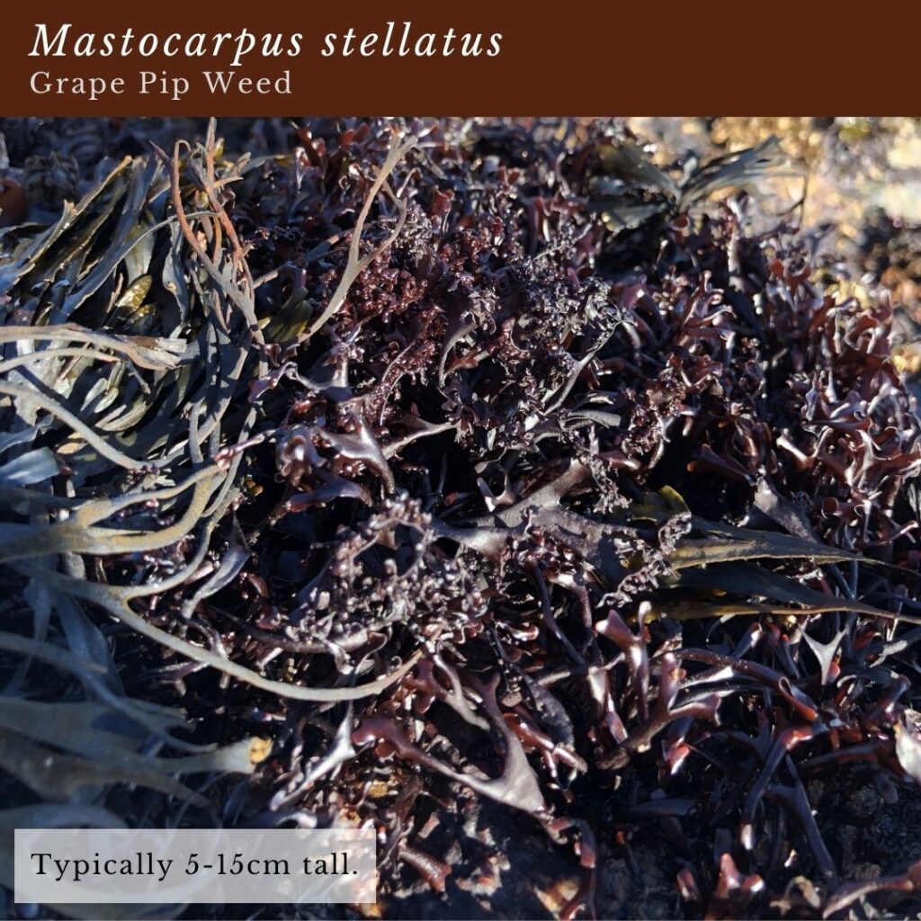 seaweed identification infographic guide to Mastocarpus stellatus