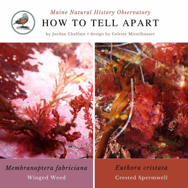 seaweed identification infographic guide to Membranoptera fabriciana vs Euthora cristata