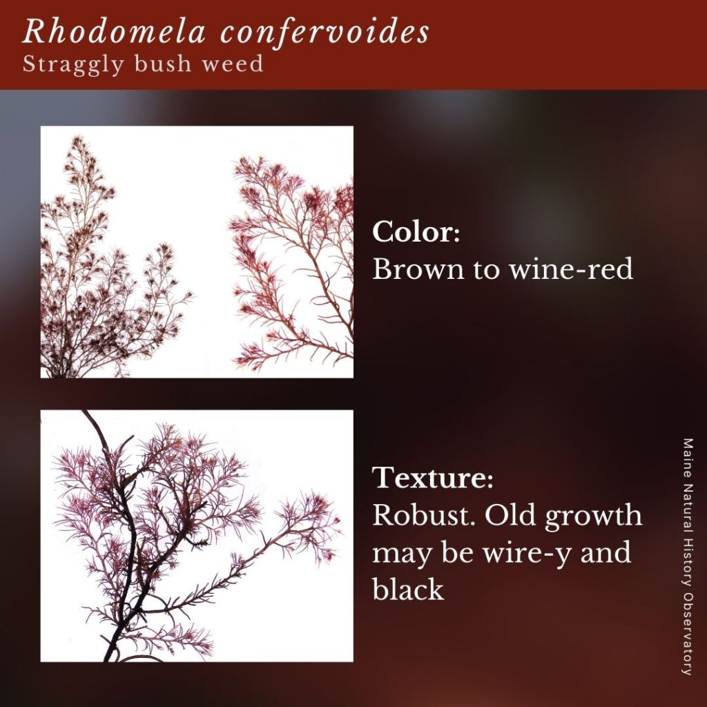 seaweed identification infographic guide to Rhodomela confervoides