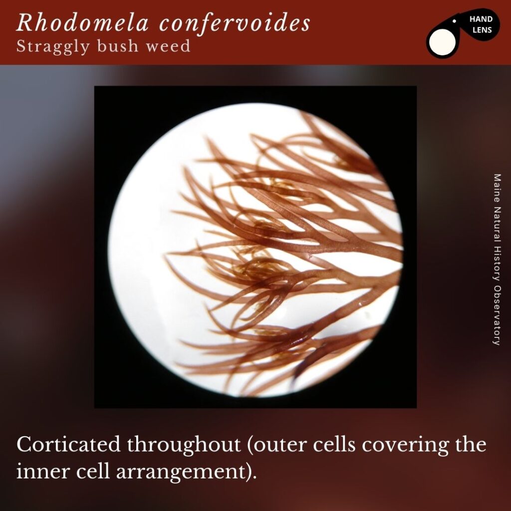 seaweed identification infographic guide to Rhodomela confervoides