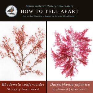 seaweed identification infographic guide to Rhodomela confervoides vs Dasysiphonia japonica