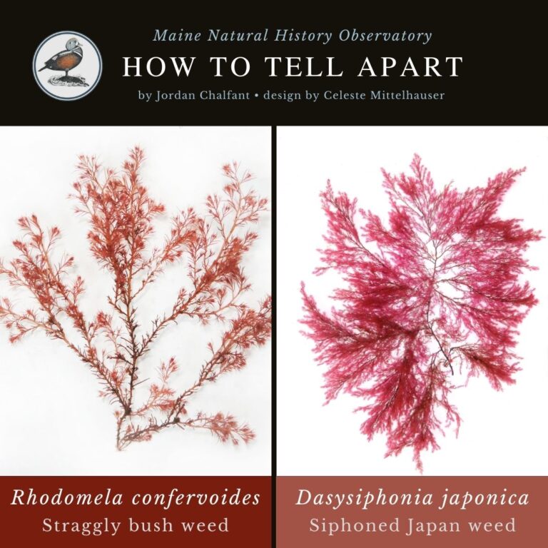 seaweed identification infographic guide to Rhodomela confervoides vs Dasysiphonia japonica