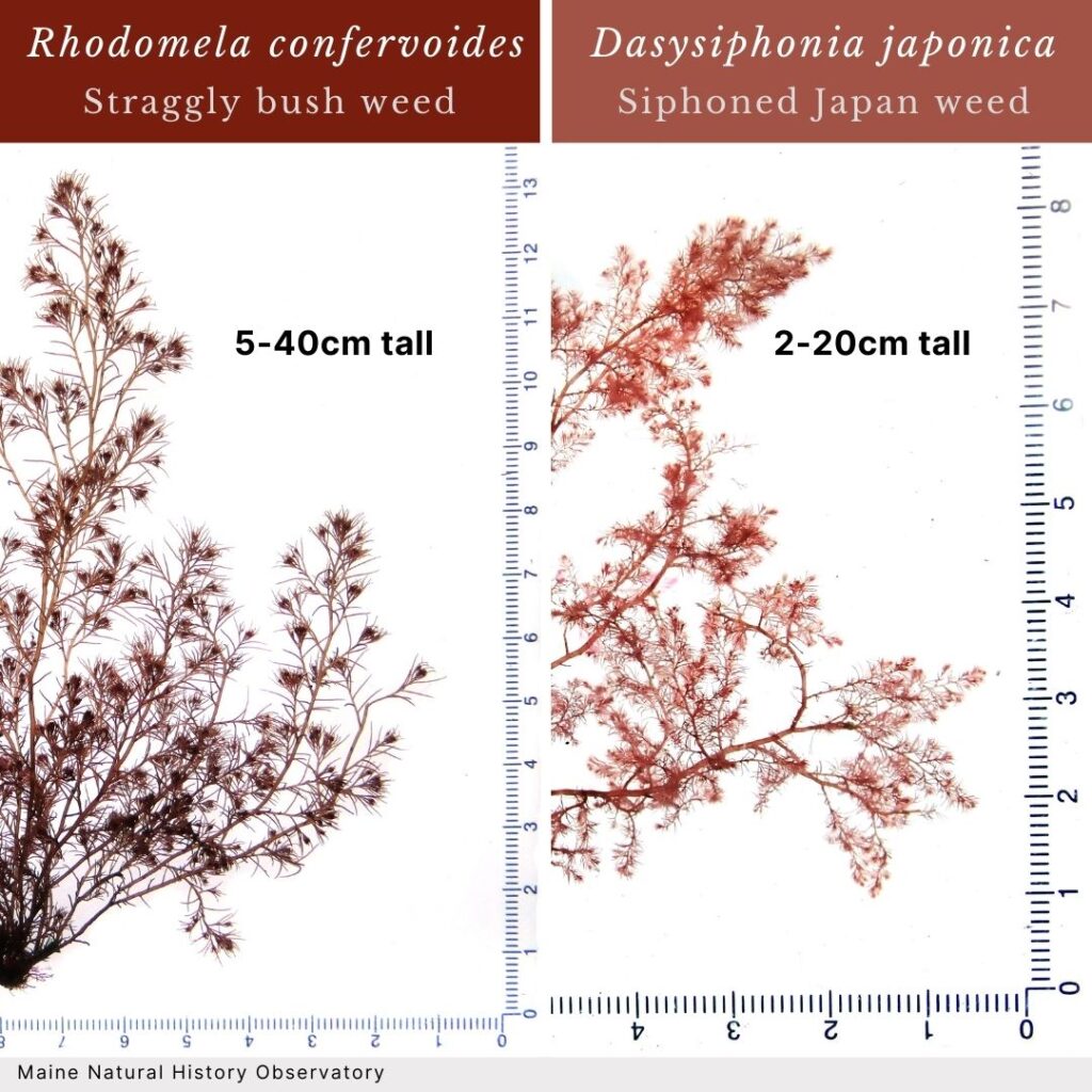 seaweed identification infographic guide to Rhodomela confervoides vs Dasysiphonia japonica