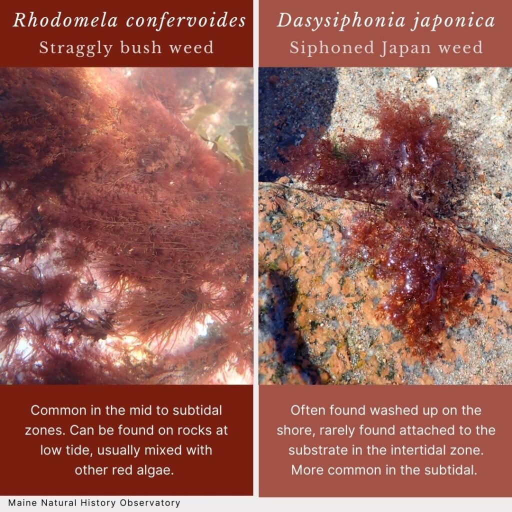seaweed identification infographic guide to Rhodomela confervoides vs Dasysiphonia japonica