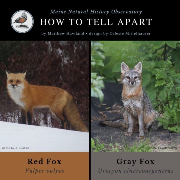 identification infographic guide to Gray Fox and Red Fox tracks
