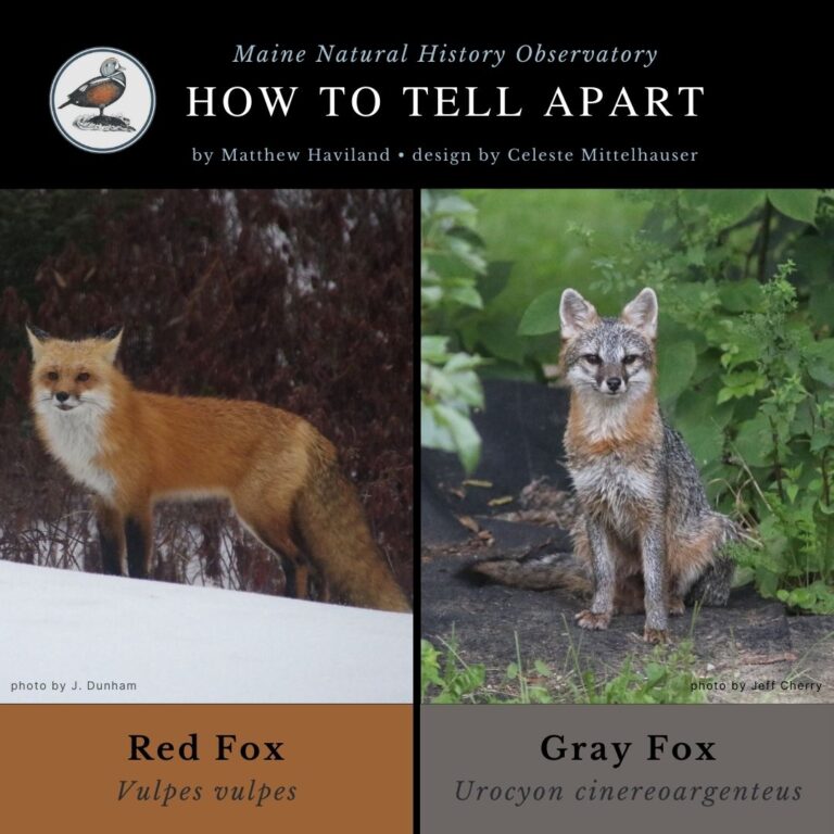 identification infographic guide to Gray Fox and Red Fox tracks