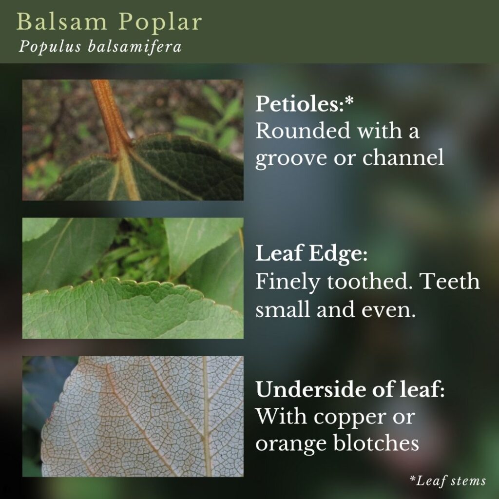 tree identification infographic guide to Balsam Poplar