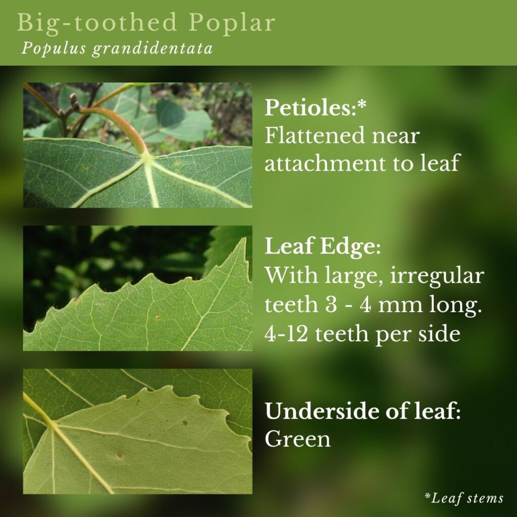 tree identification infographic guide to Big-toothed Poplar (Populus grandidentata)