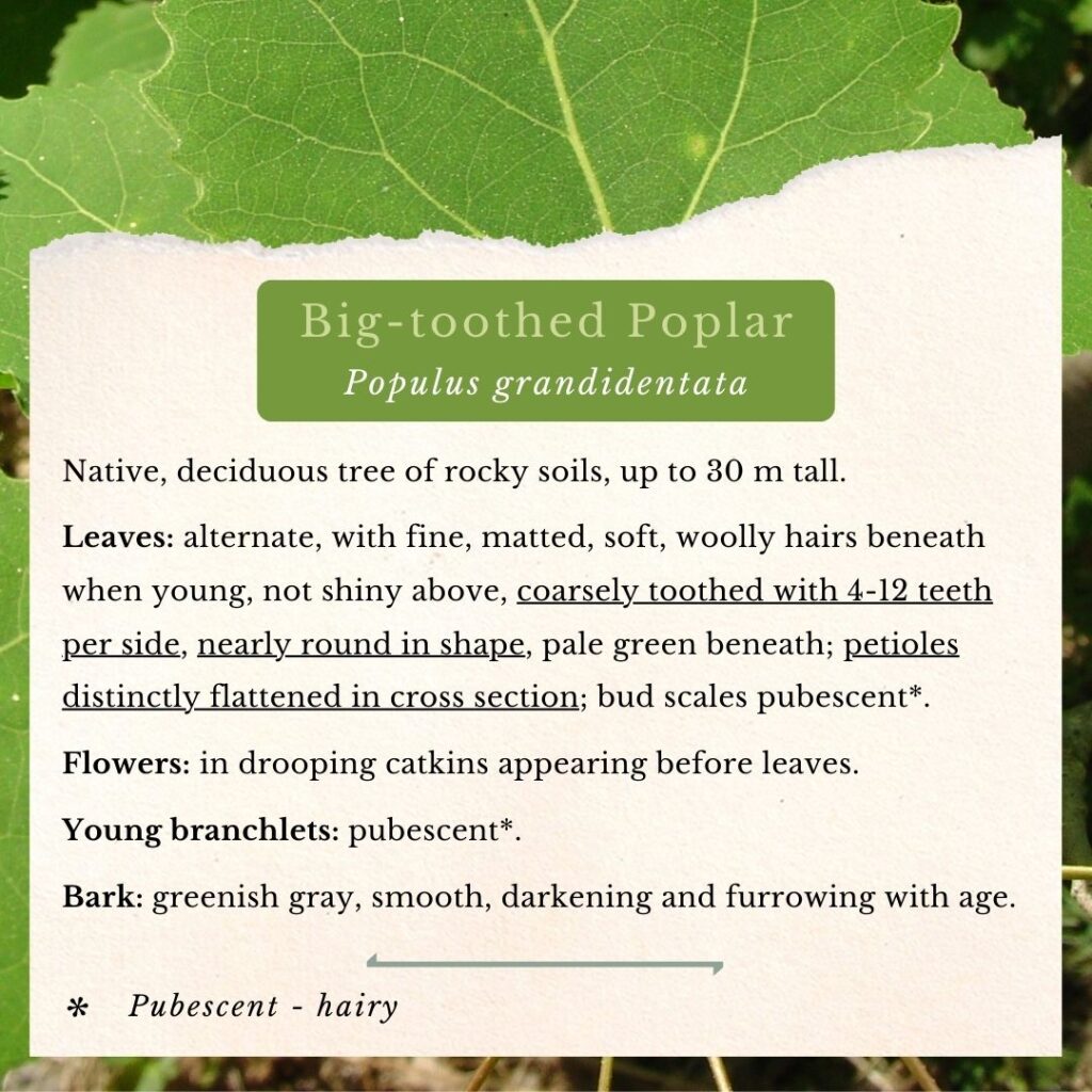 tree identification guide to Big-toothed Poplar