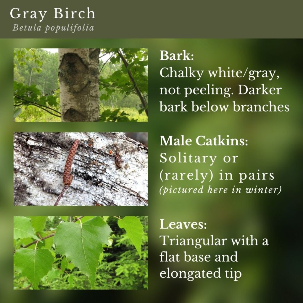 tree identification infographic guide to Gray Birch, Betula populifolia