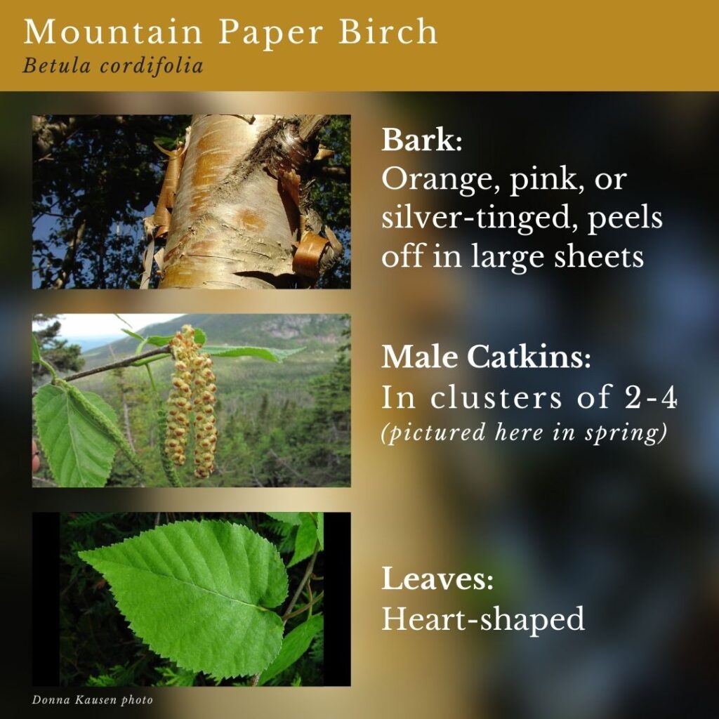 tree identification infographic guide to Mountain Paper Birch, Betula cordifolia