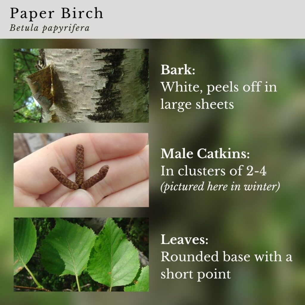 tree identification infographic guide to Paper Birch, Betula papyrifera