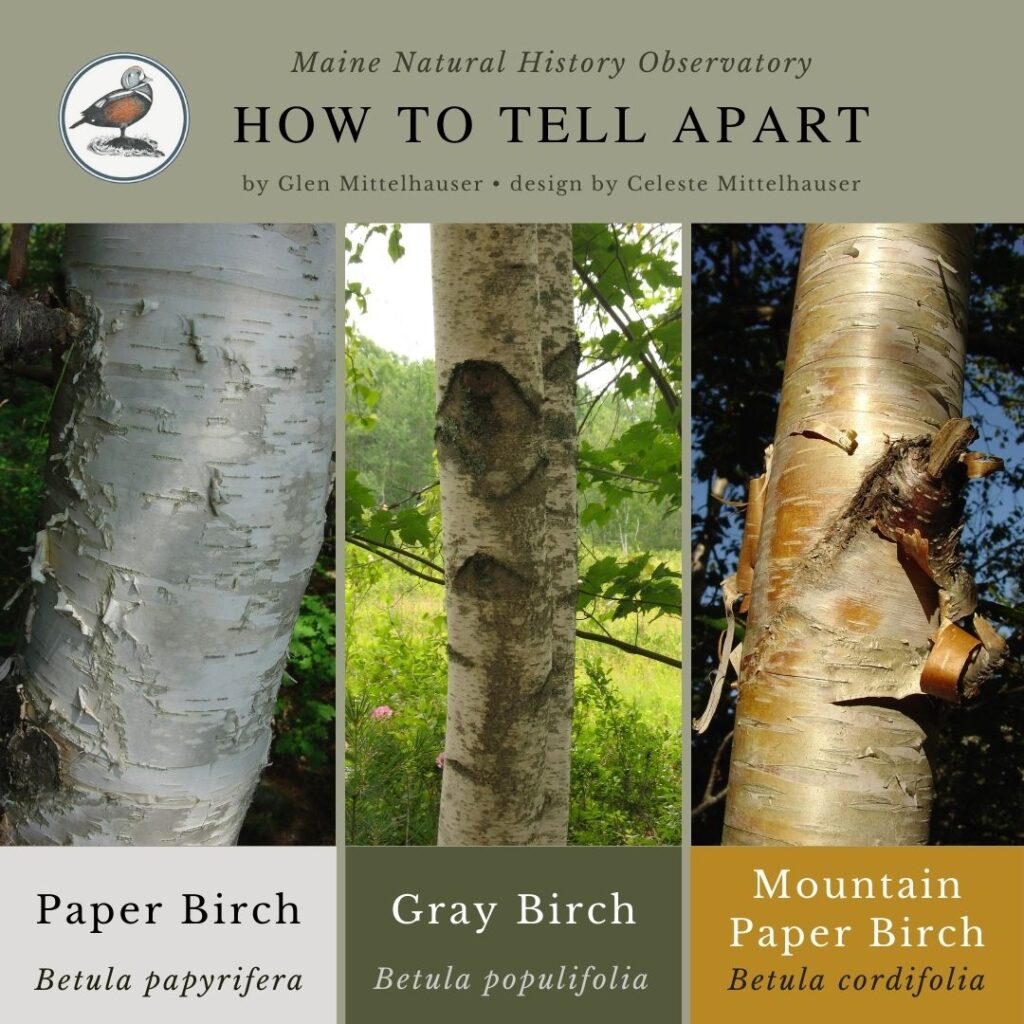 Birches: Paper Birch, Gray Birch, & Mountain Paper Birch