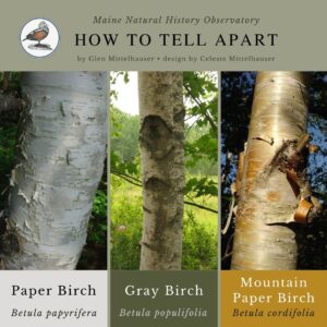tree identification infographic guide to Paper Birch, Gray Birch, and Mountain Paper Birch