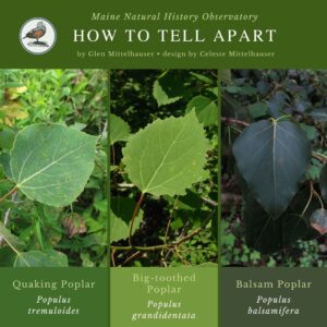 tree identification infographic guide to Quaking Poplar, Big-toothed Poplar, and Balsam Poplar