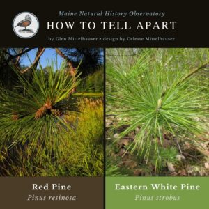 tree identification infographic guide to Red Pine vs White Pine
