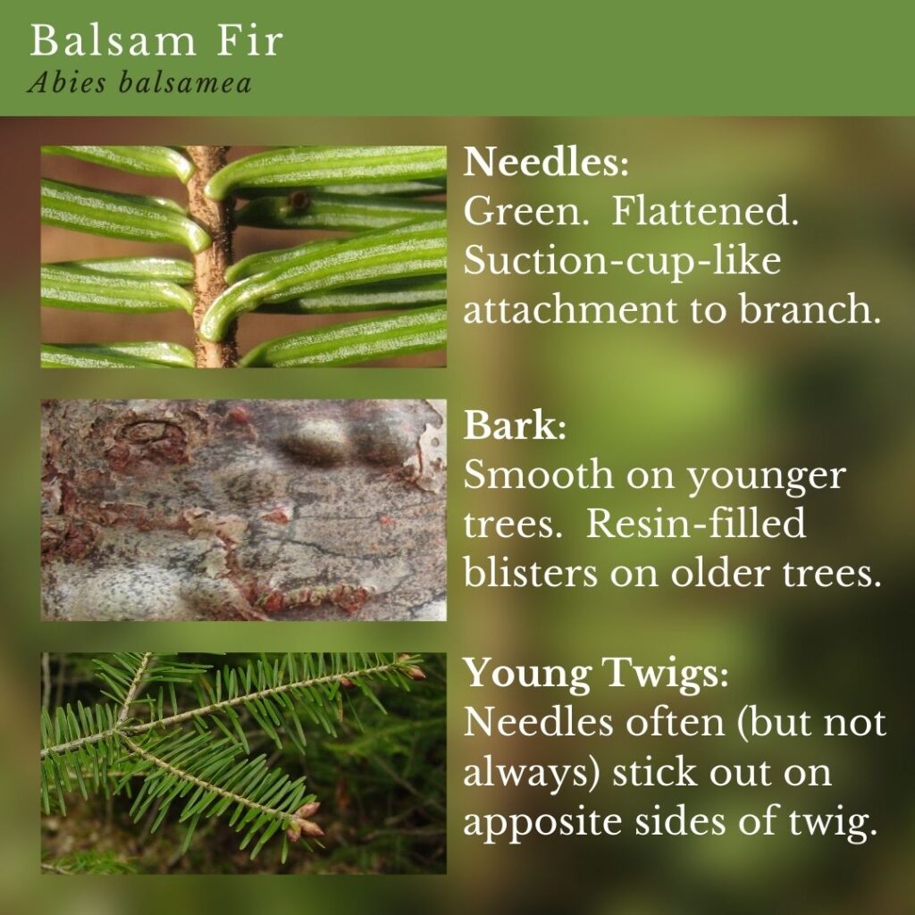 tree identification infographic guide to Balsam Fir, Abies balsamea