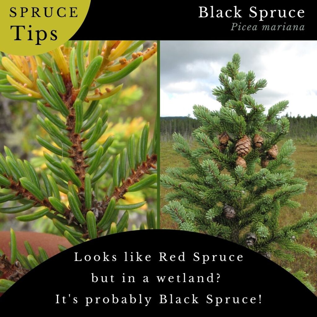 tree identification infographic guide to Black Spruce, Picea mariana
