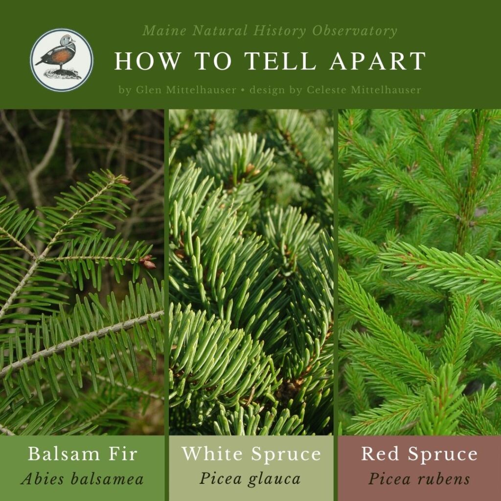 Balsam Fir, White Spruce, & Red Spruce