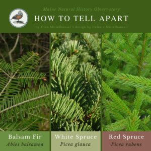tree identification infographic guide to Balsam Fir, White Spruce, and Red Spruce
