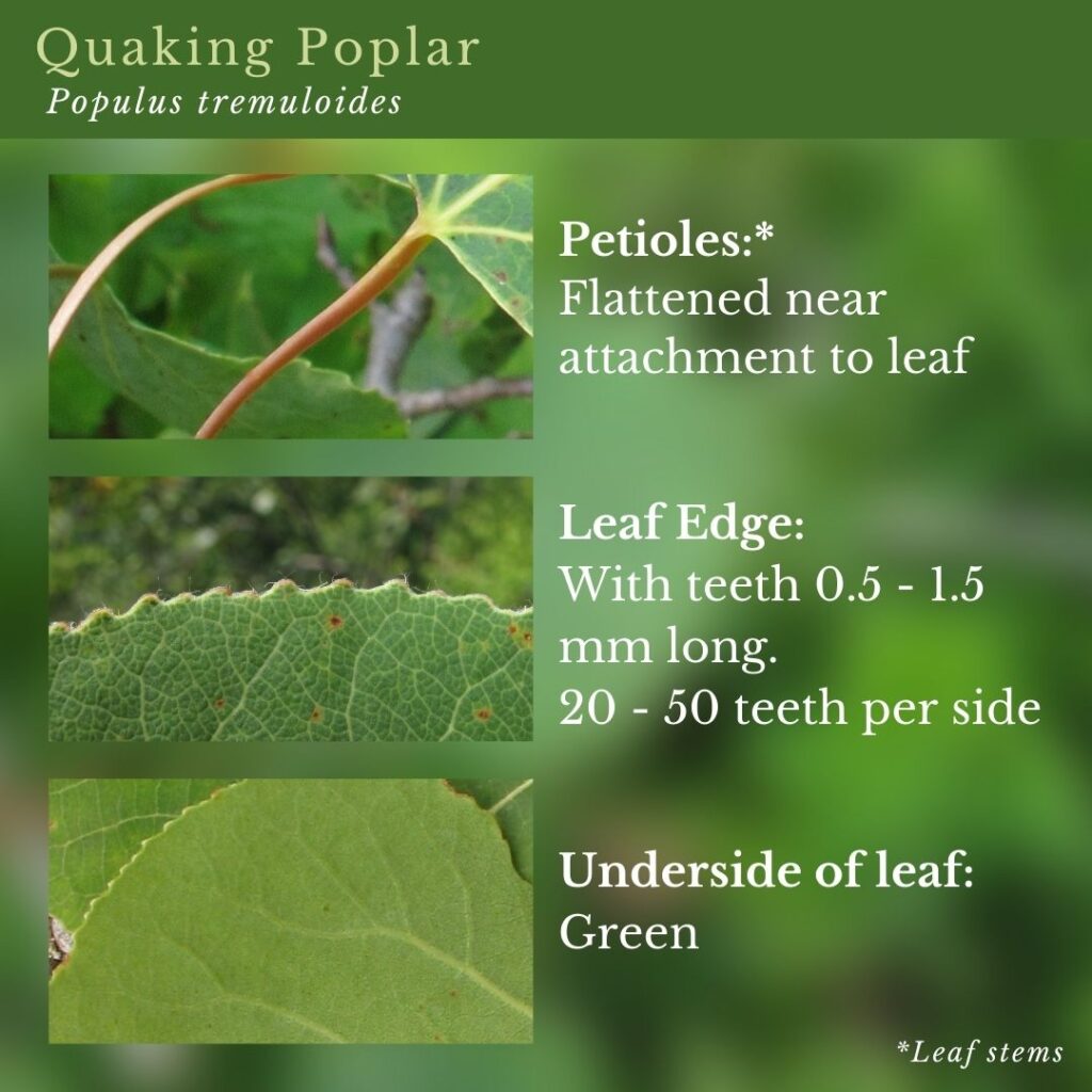 tree identification infographic guide to Quaking Poplar