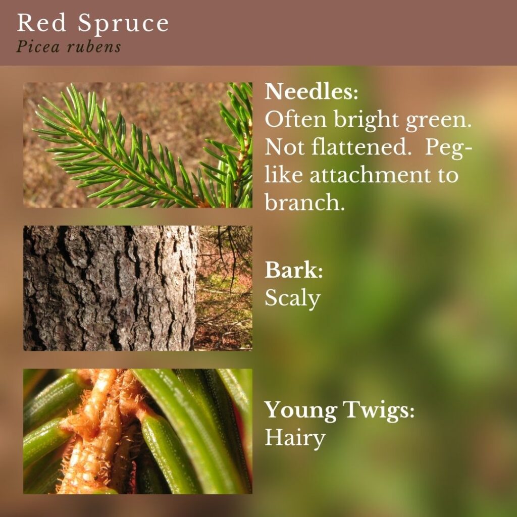 tree identification infographic guide to Red Spruce, Picea rubens