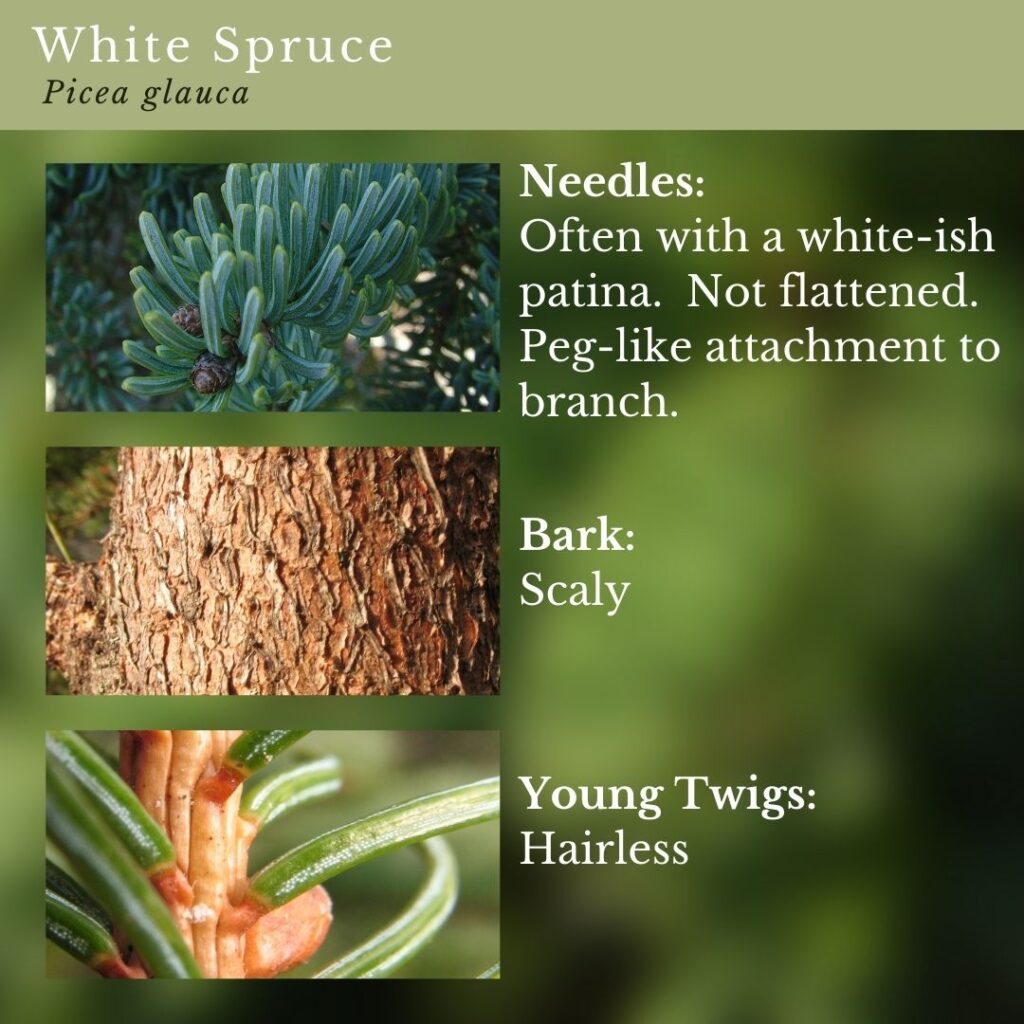 tree identification infographic guide to White Spruce, Picea glauca