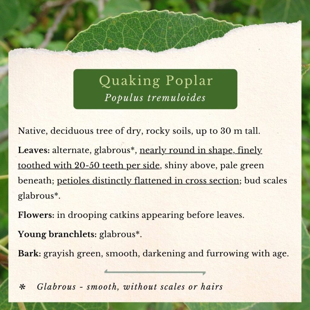 Tree identification guide to Quaking Poplar