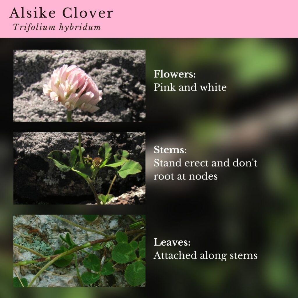 wildflower identification infographic guide to Alsike Clover, Trifolium hybridum