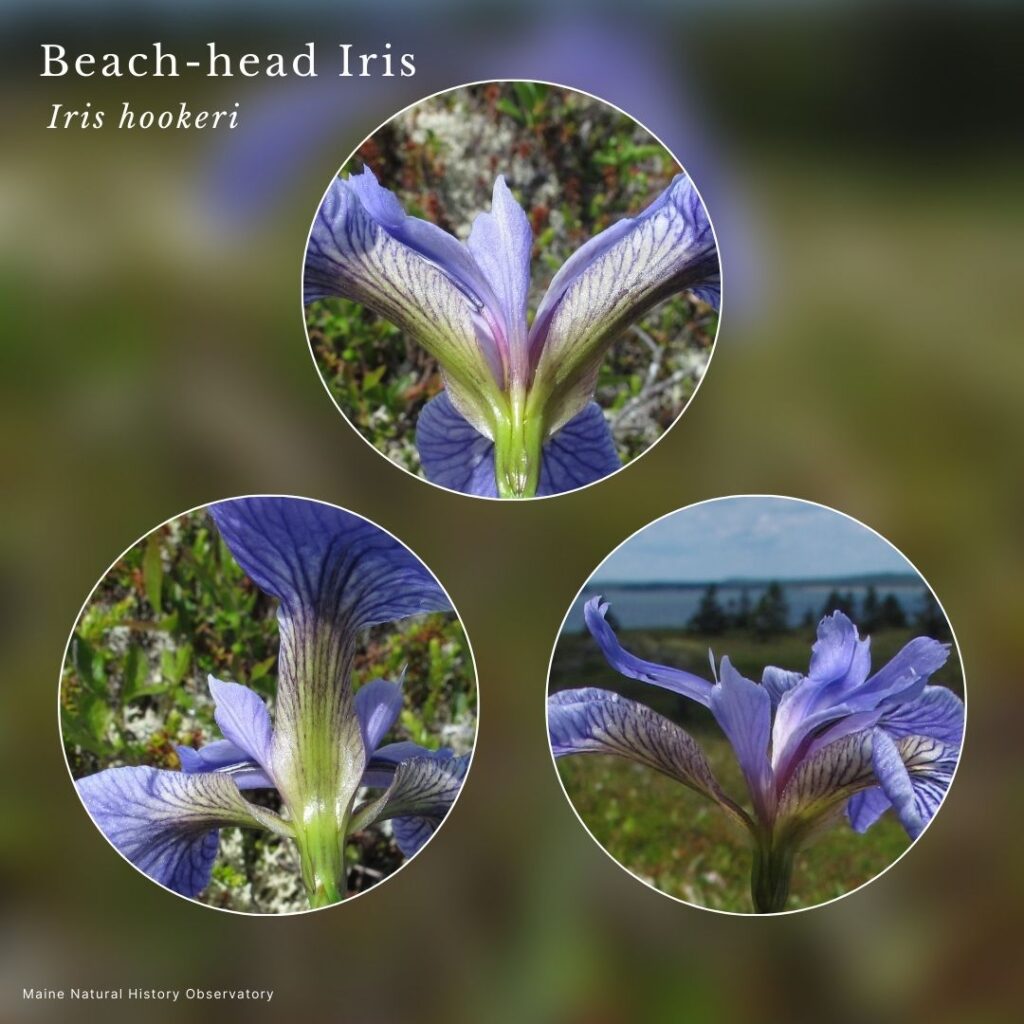 Wildflower infographic of Iris hookeri