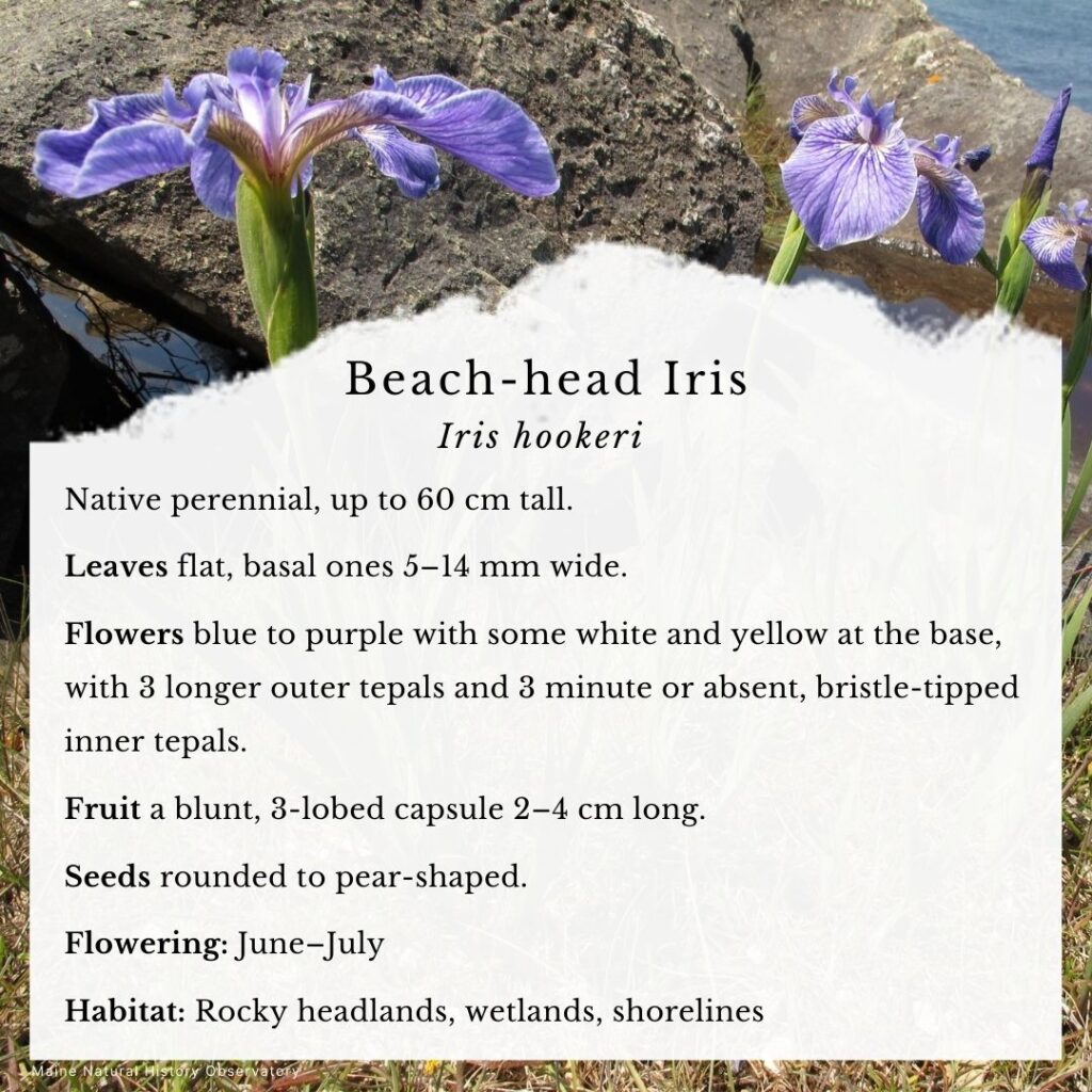 Wildflower identification guide to Beach-head Iris (Iris hookeri)