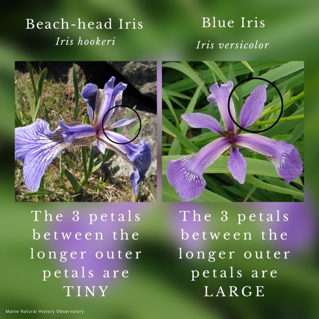 Wildflower identification infographic guide to Iris hookeri vs Iris versicolor
