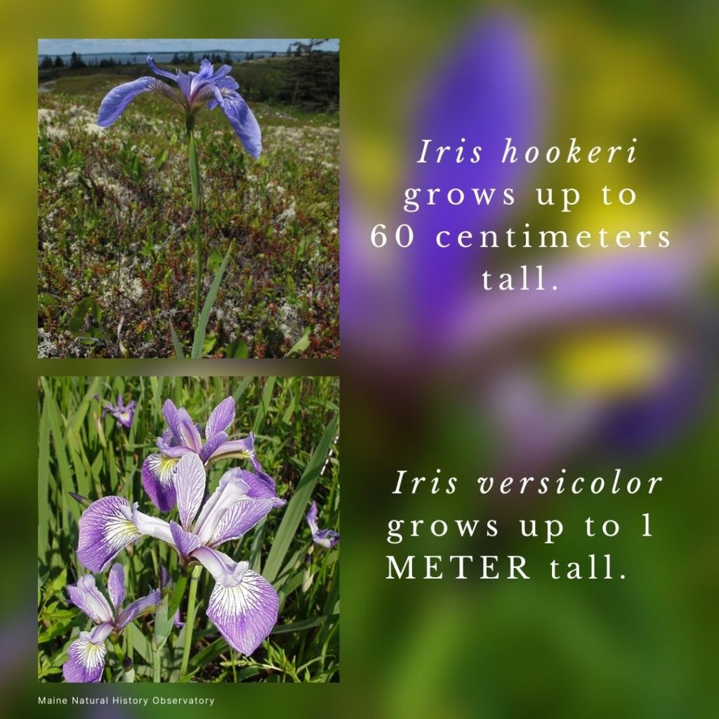 Wildflower identification infographic guide to Iris hookeri vs Iris versicolor