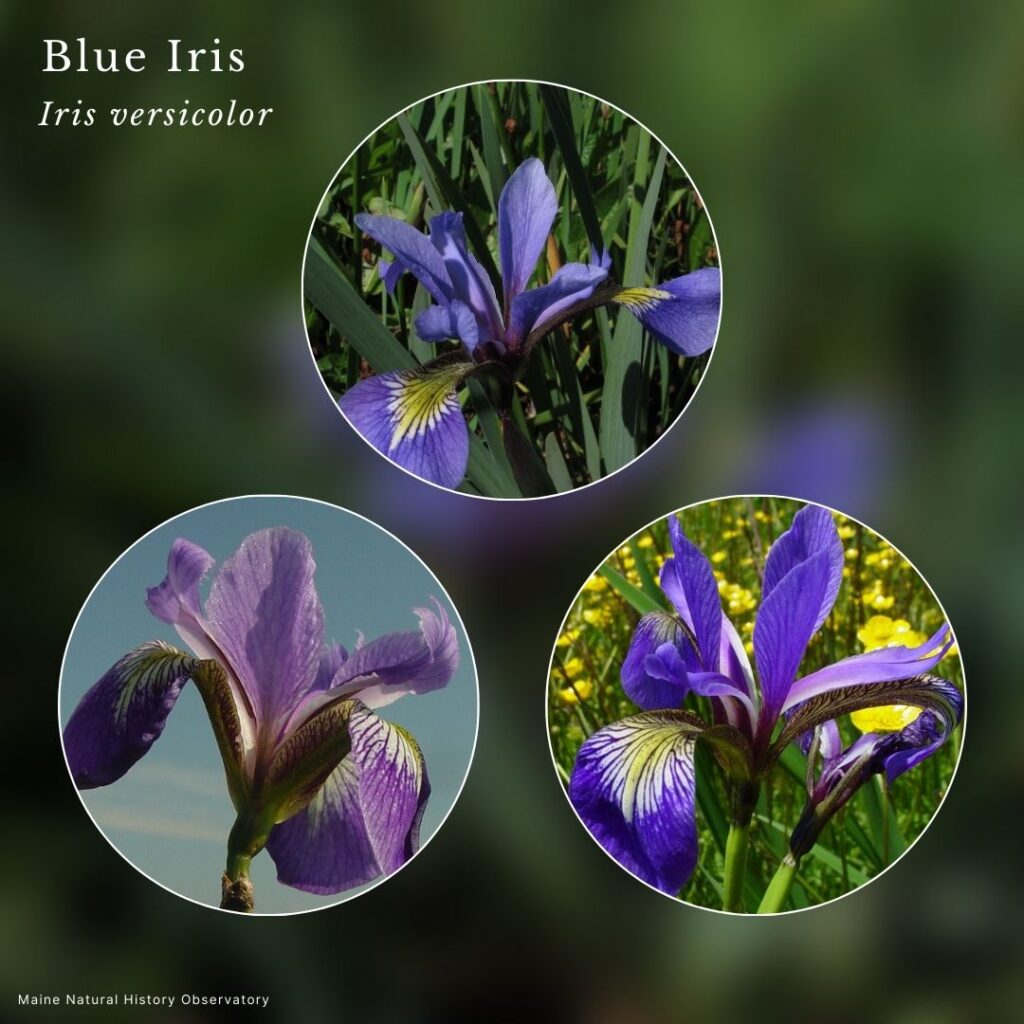 Wildflower identification infographic to Iris versicolor