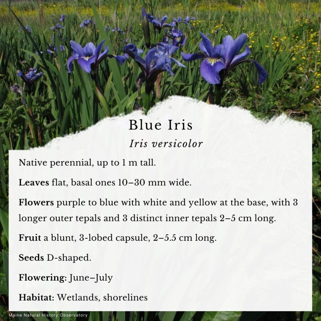 wildflower identification guide to Blue Iris (Iris versicolor)