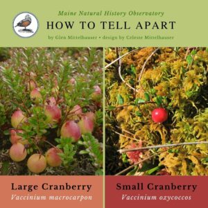 Wildflower identification infographic guide to native Large Cranberry vs Small Cranberry (Vaccinium)